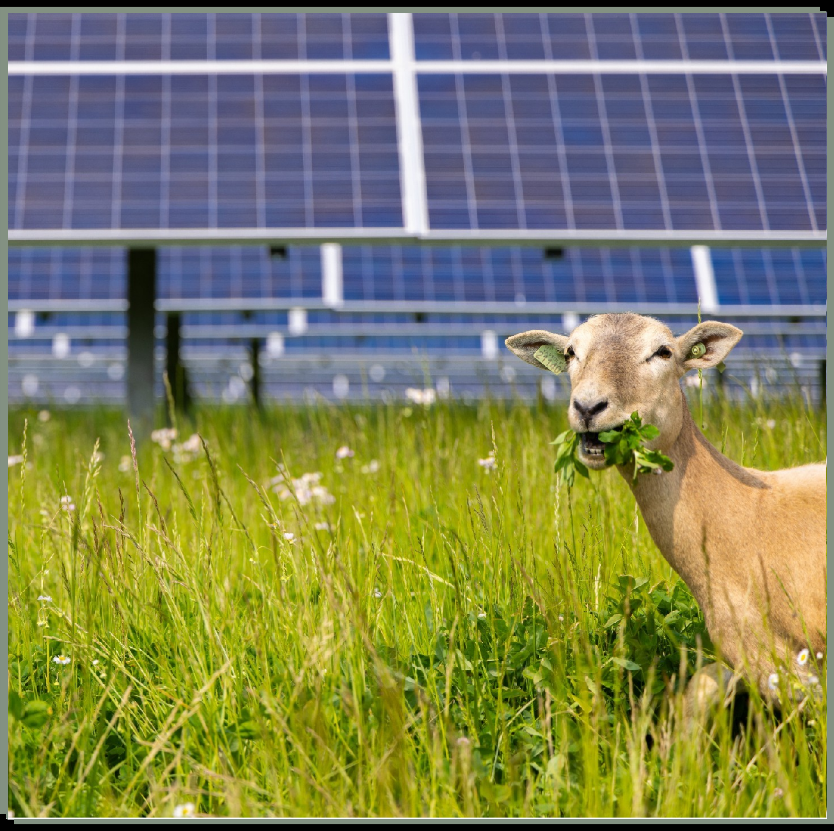 A sheep grazing near Oberlin's solar panels in a published sustainability feature